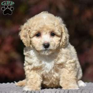 Lincoln, Bich-Poo Puppy